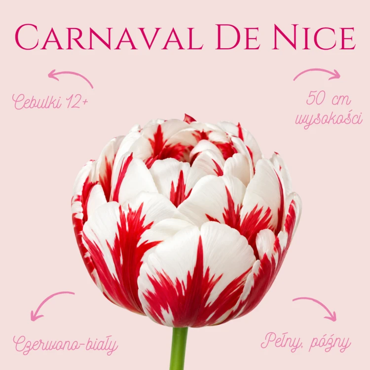 Carnaval De Nice