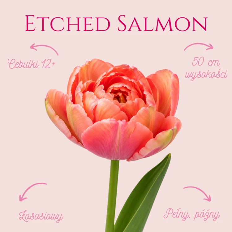 Etched Salmon