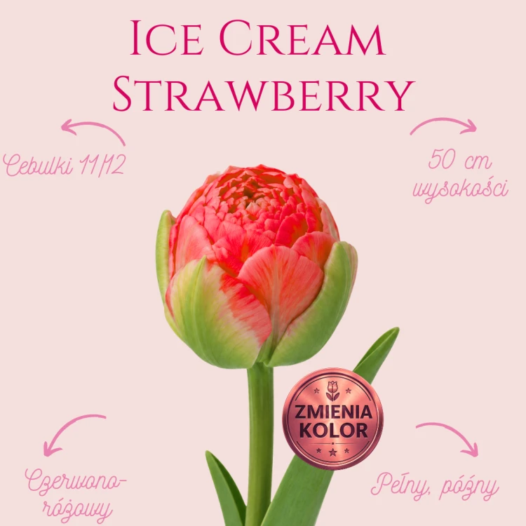 Ice Cream Strawberry.png