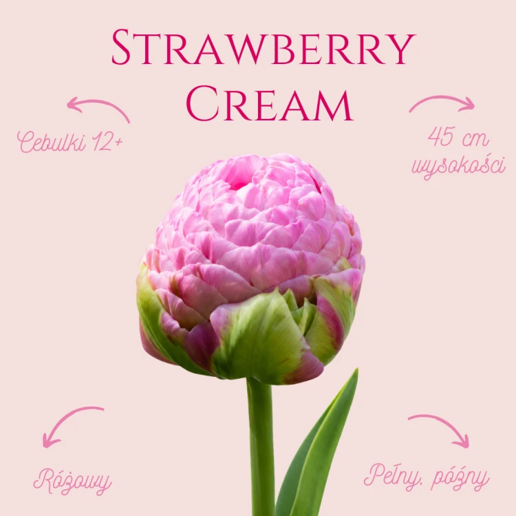 Strawberry Cream