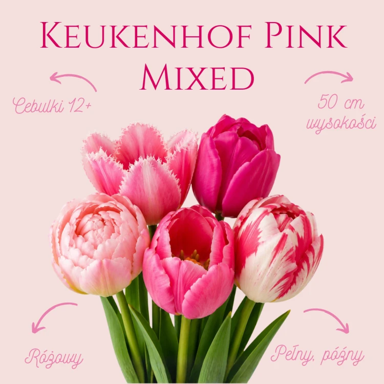 Keukenhof Pink Mixed
