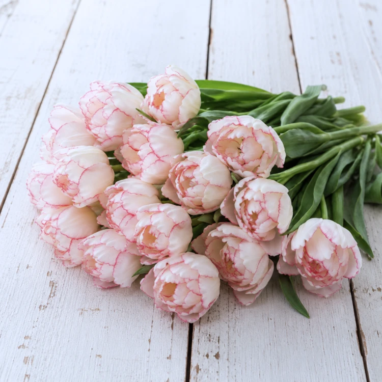 Tulipan Wild Romance