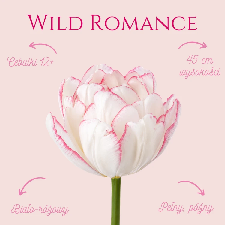 Tulipan Wild Romance