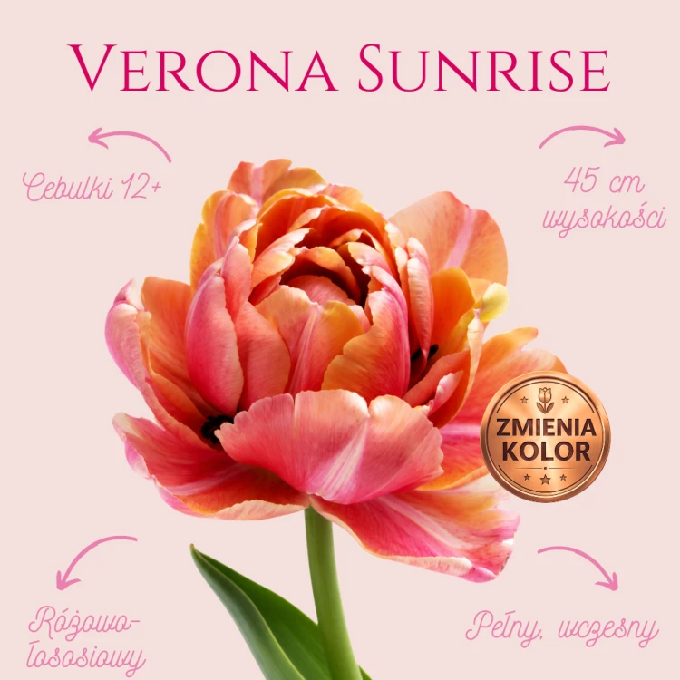 Tulipan Verona Sunrise