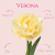 Tulipan Verona