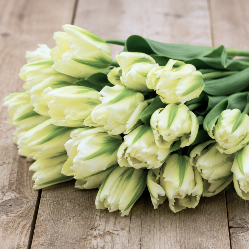 Tulipan Spring Green