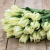 Tulipan Spring Green