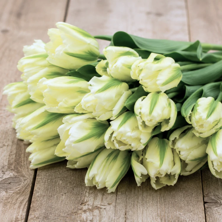 Tulipan Spring Green