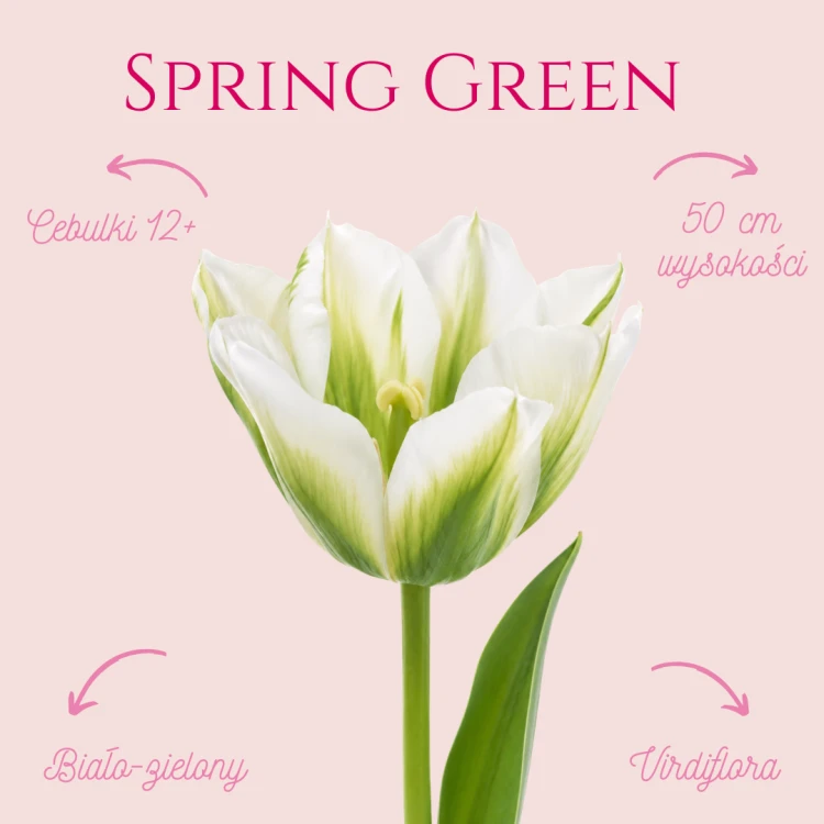 Tulipan Spring Green