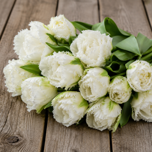 Tulipan Snow Crystal