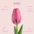 Tulipan Sisi
