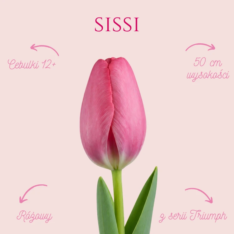 Tulipan Sisi