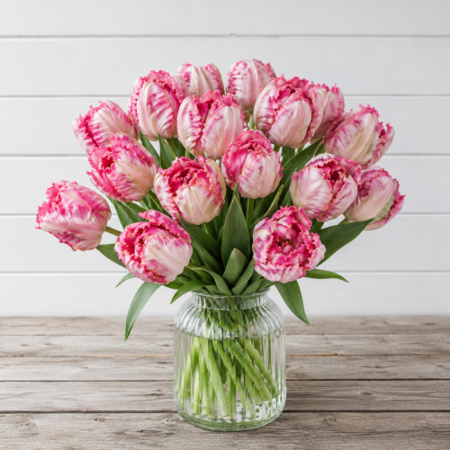 Tulipan Silver Parrot
