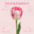Tulipan Silver Parrot