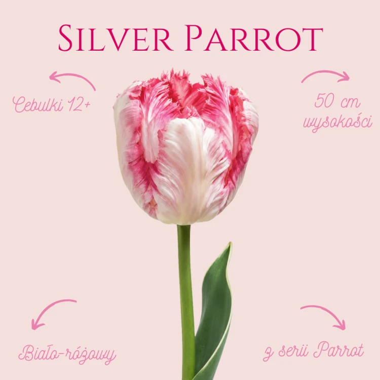 Tulipan Silver Parrot