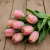 Tulipan Salmon Van Eijk