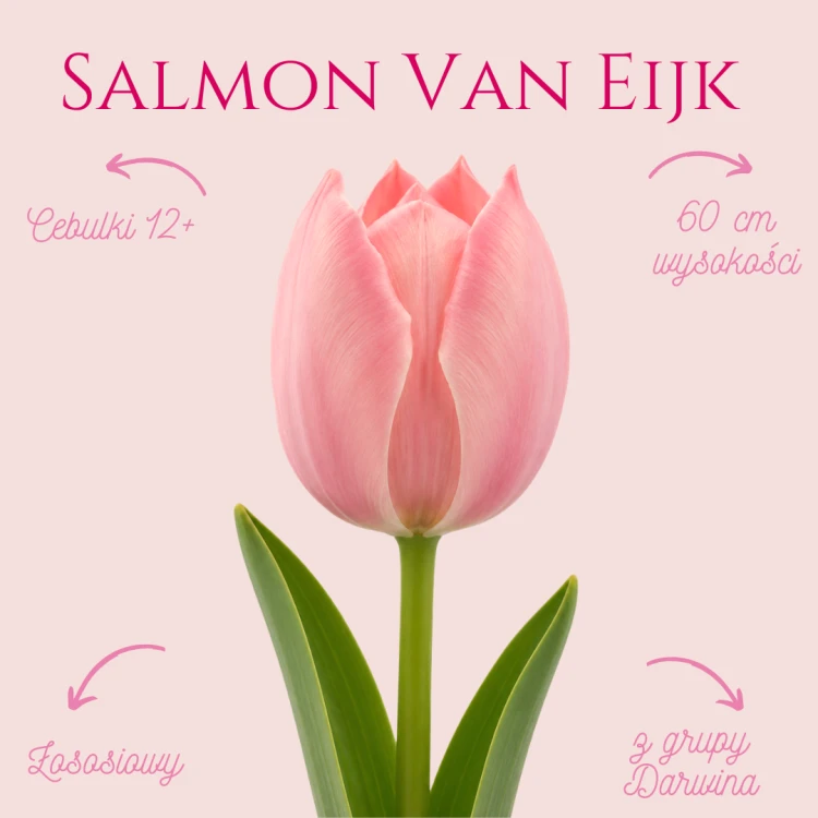 Tulipan Salmon Van Eijk