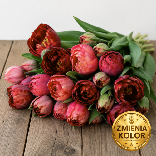 Tulipan Ridgedale (3).png