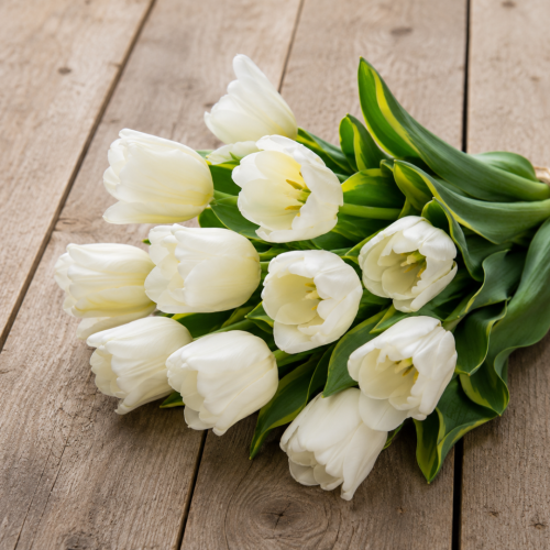 Tulipan Purissima