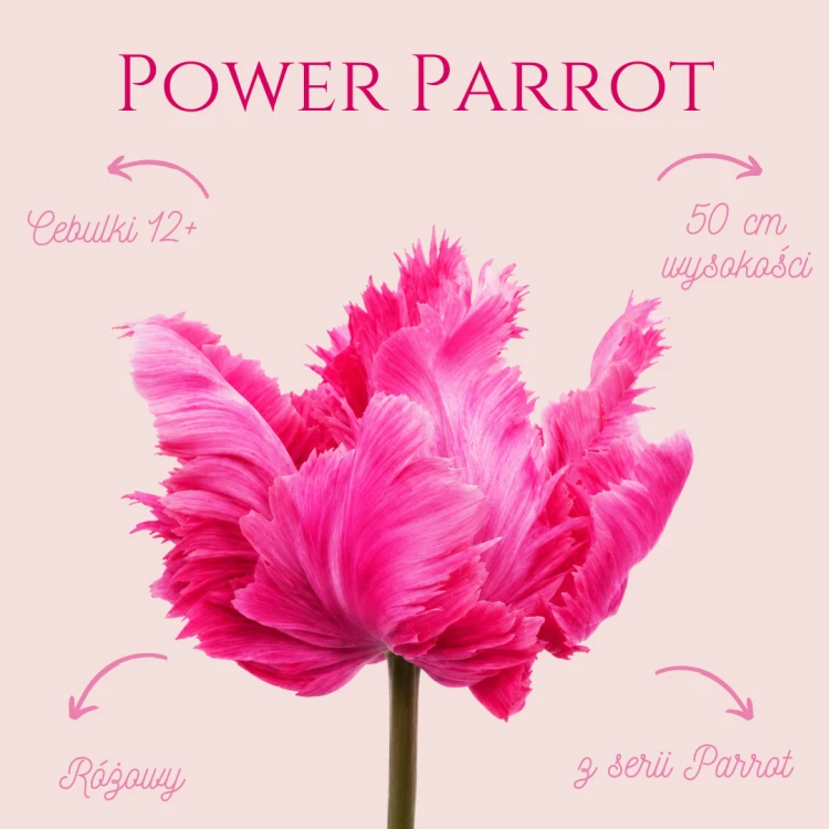 Tulipan Power Parrot