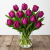 Tulipan Parrot Prince