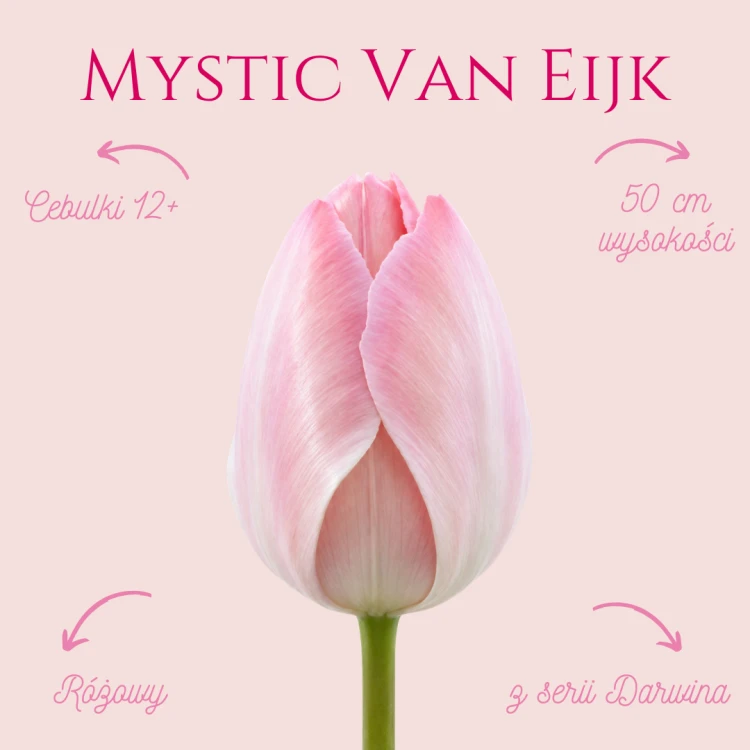 Tulipan Mystic Van Eijk