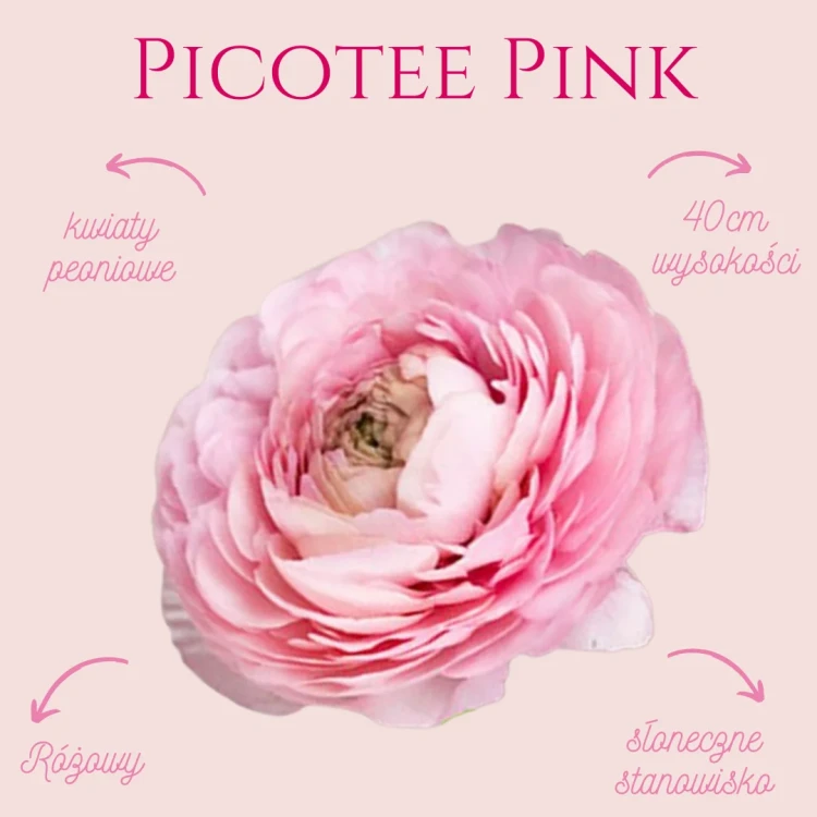 Jaskier - Ranunculus Picotee Pink ( Zestaw - 30szt. )