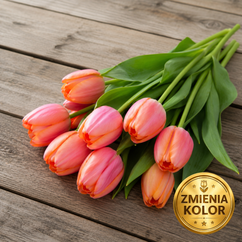 Tulipan Menton