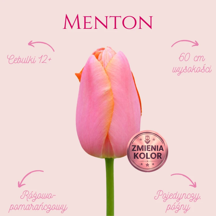 Tulipan Menton