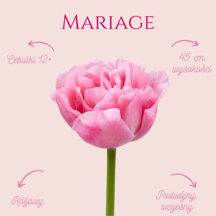 Tulipan Mariage