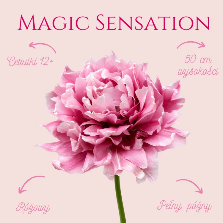 Tulipan Magic Sensation