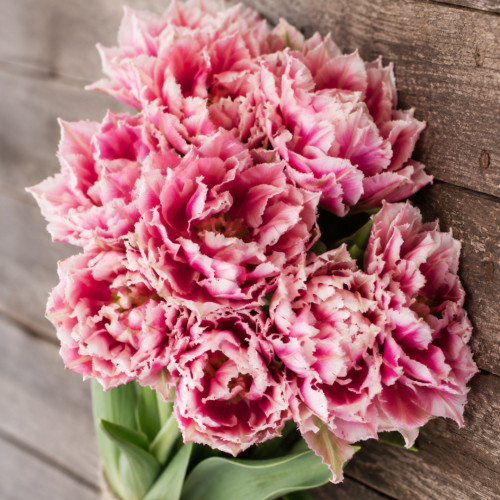 Tulipan Magic Sensation