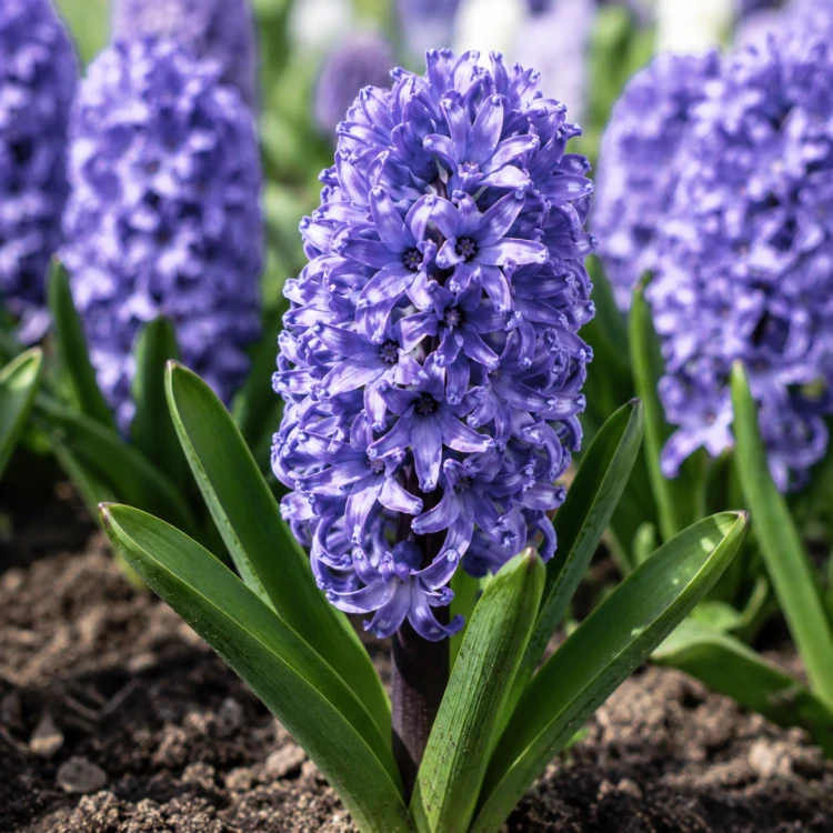 Hiacynt Blue star (1).png