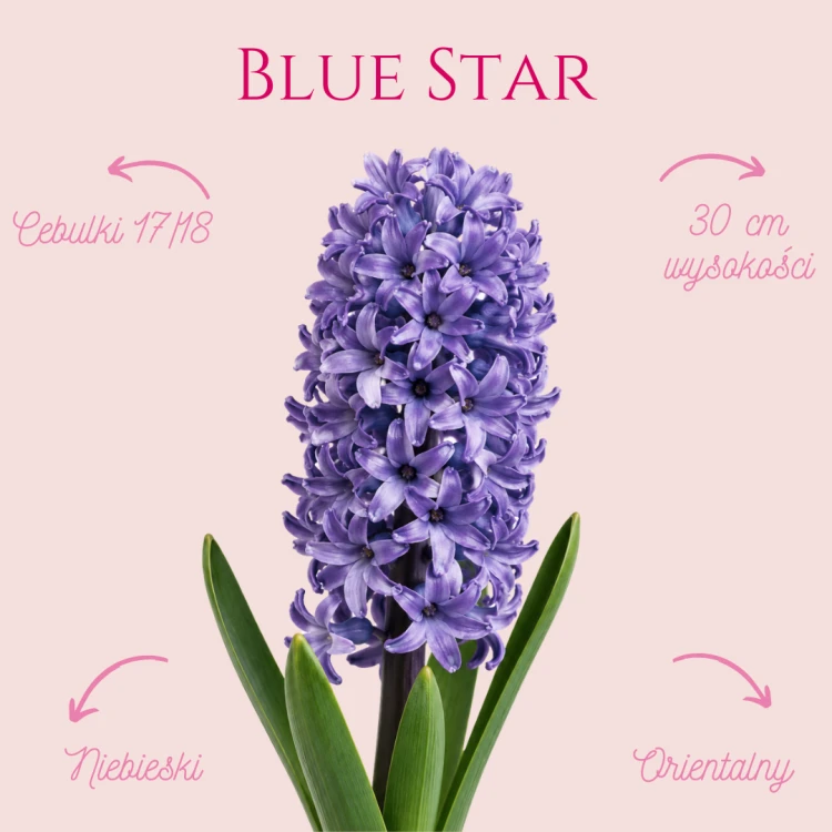 Hiacynt Blue star.png