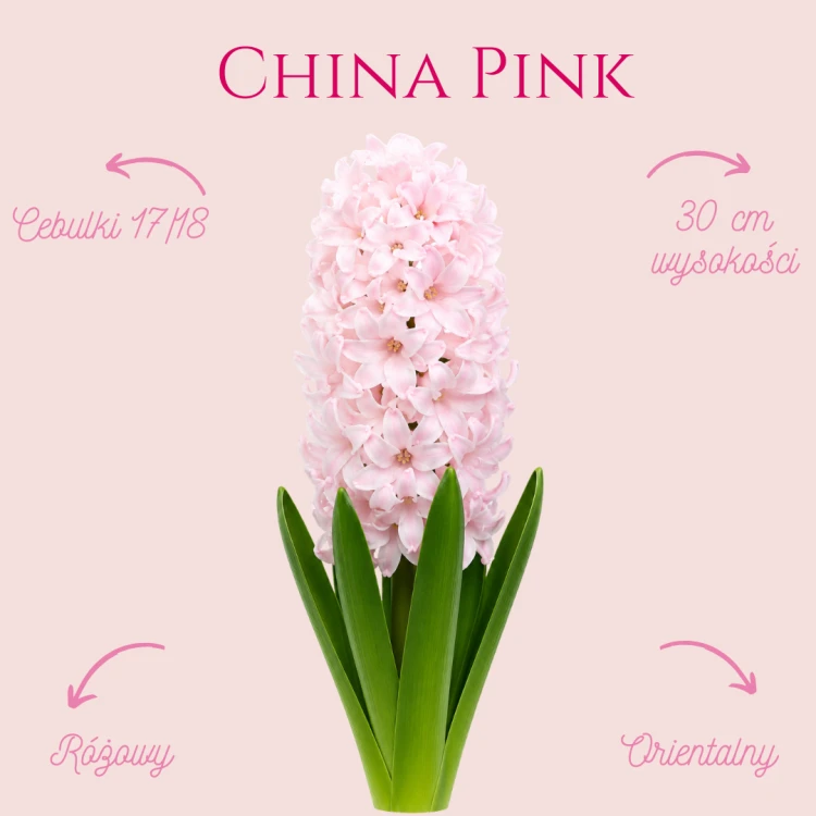 Hiacynt China Pink