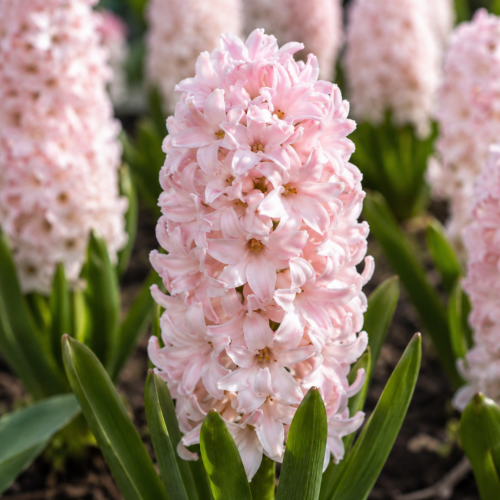 Hiacynt China Pink