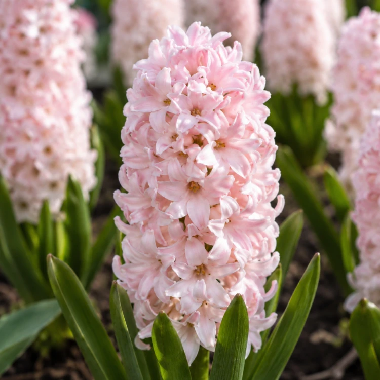 Hiacynt China Pink