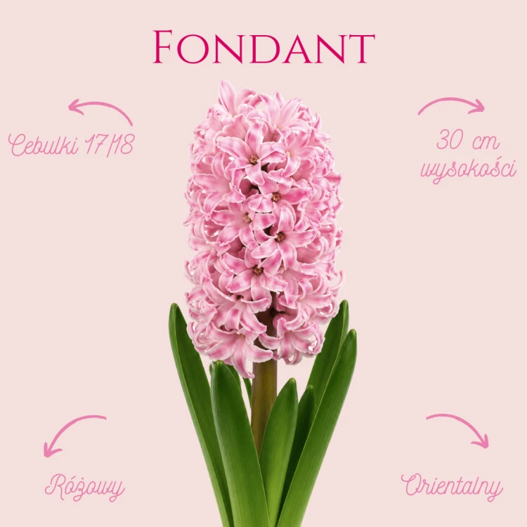 Hiacynt Fondant