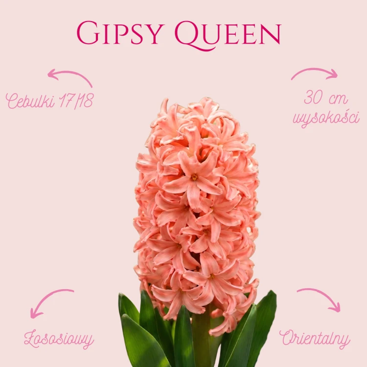 Hiacynt Gipsy Queen .png