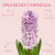 Hiacynt Splendid Cornelia