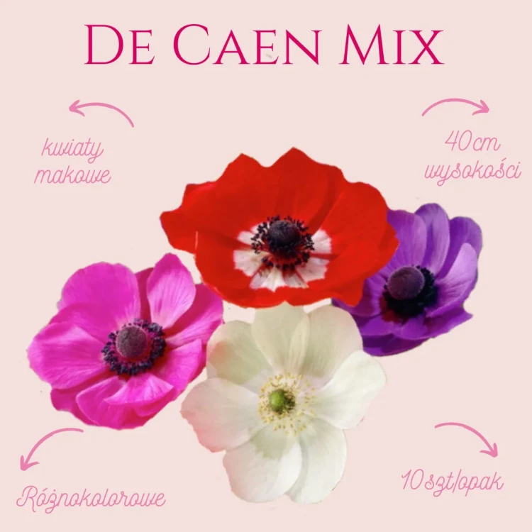 Zawilec ( Anemone Coronaria ) - De Caen Mix ( Zestaw - 10szt. )