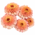 Cynia - Zinderella Peach.png