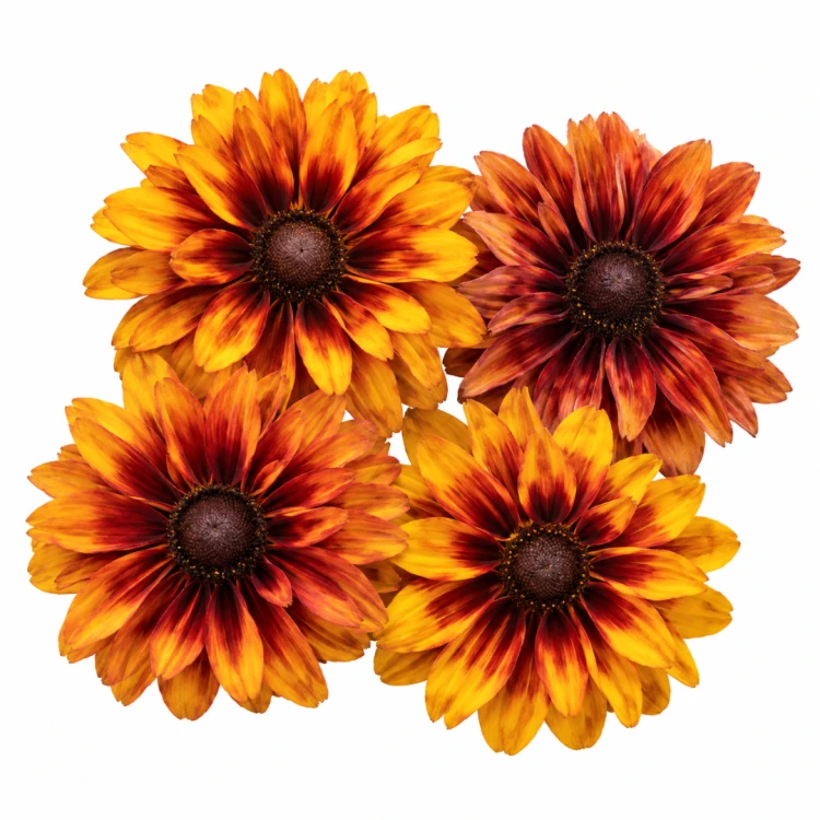 Rudbekia hirta Cherokee Sunset.png