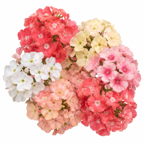 Floks Drummonda - Beauty Coral Reef.png