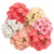 Floks Drummonda - Beauty Coral Reef.png