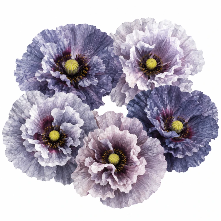 Mak polny Amazing Grey.png