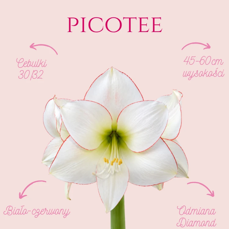 picotee