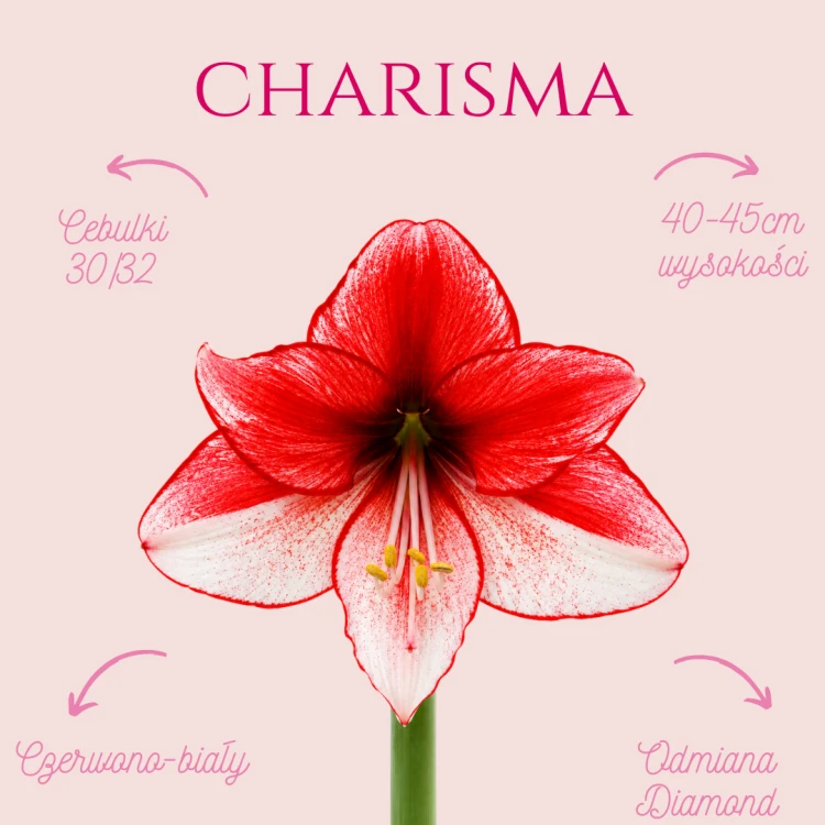 Charisma