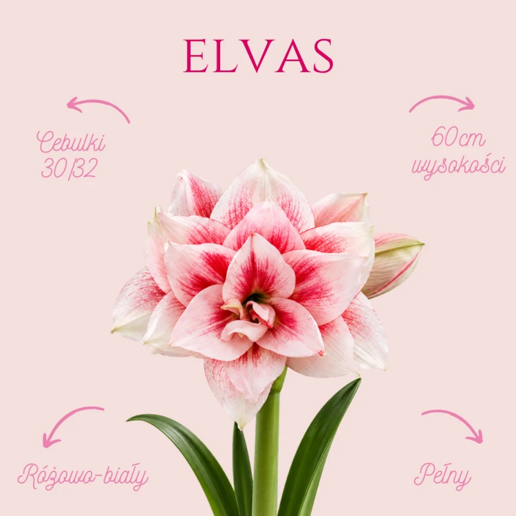 Elvas