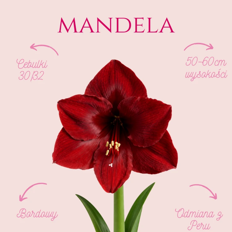 Mandela